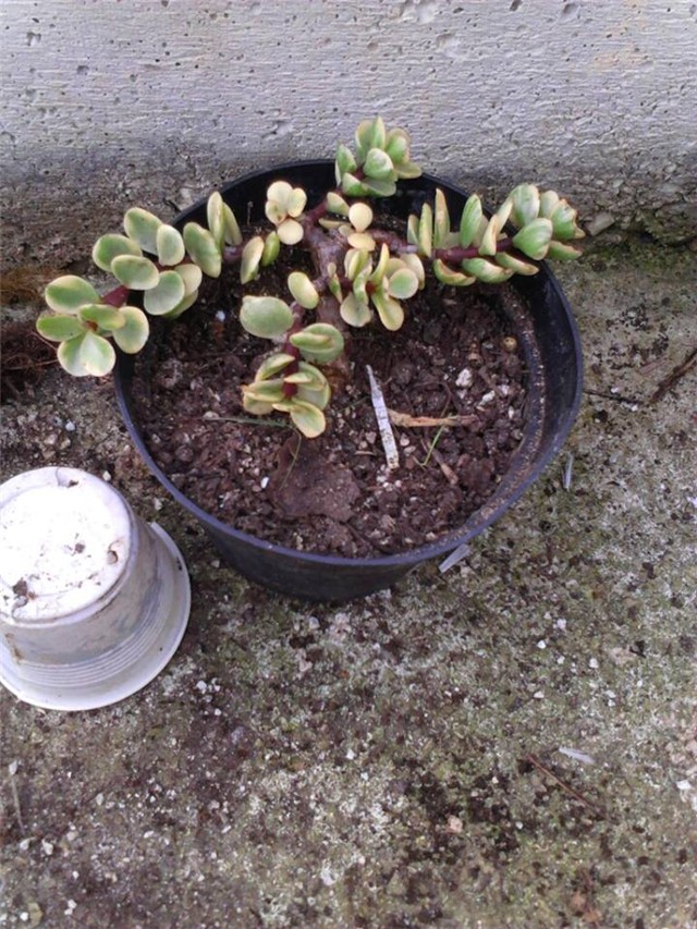 portulacaria afra
